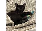 Adopt Onyx a Domestic Shorthair / Mixed (short coat) cat in Tampa, FL (38901494)