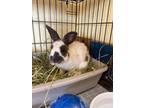 Adopt Hopper a Other/Unknown / Mixed (short coat) rabbit in Escondido
