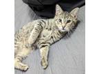 Adopt Forest a Brown Tabby Domestic Shorthair (short coat) cat in Virginia