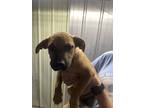 Adopt WC9 Honeydew a Tan/Yellow/Fawn - with Black Boxer / Mixed dog in