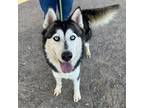 Adopt Venom a Black Alaskan Malamute / Mixed dog in El Paso, TX (38740608)