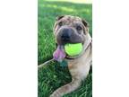 Adopt Hippo a Tan/Yellow/Fawn Shar Pei / Mixed dog in Santaquin, UT (38780938)