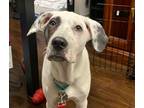 Adopt Cleo a White - with Black Pit Bull Terrier / Mixed dog in Alpharetta