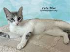 Adopt LULU BLUE a White Siamese / Mixed (short coat) cat in Monrovia