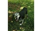 Adopt Lulu Ayres a Labrador Retriever / Mixed dog in Columbia, TN (38847405)