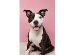 Adopt Gemma a American Pit Bull Terrier / American Staffordshire Terrier / Mixed