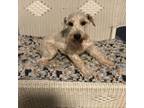 Adopt Noah a White - with Tan, Yellow or Fawn Schnauzer (Standard) / Mixed dog