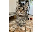 Adopt Nestor a Domestic Shorthair / Mixed (short coat) cat in Providence