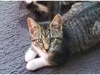 Adopt Joey [CP] a Brown Tabby Domestic Shorthair / Mixed (short coat) cat in