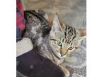 Adopt Chandler [CP] a Brown Tabby Domestic Shorthair / Mixed (short coat) cat in