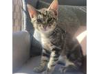 Adopt Anemone a Brown or Chocolate Domestic Shorthair / Mixed cat in