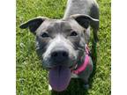 Adopt Bonita a Pit Bull Terrier