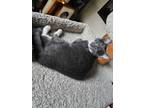 Adopt Blu a Gray or Blue (Mostly) Domestic Shorthair (short coat) cat in Dallas
