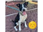 Adopt Tracker - loves other dogs! a Black Cattle Dog / Mixed dog in Flagstaff
