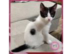 Adopt Dottie a Black & White or Tuxedo Domestic Shorthair (short coat) cat in