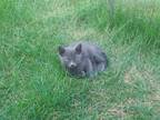 Adopt Lark a Gray or Blue Domestic Shorthair (short coat) cat in Fort Shaw