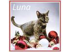 Adopt Luna (FCID# 07/26/2023 - 3 Tranier) K a Tortoiseshell Domestic Shorthair /
