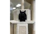 Adopt 18585 a Domestic Short Hair