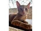 Adopt Cole a Orange or Red Domestic Shorthair (short coat) cat in Parlier