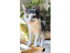 Adopt Midna a Gray or Blue (Mostly) Domestic Shorthair (short coat) cat in