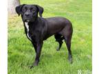 Adopt MIDNIGHT a Pit Bull Terrier, Mixed Breed