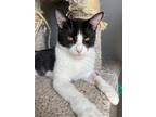 Adopt Tisha a Domestic Shorthair cat in Twin Falls, ID (38643156)