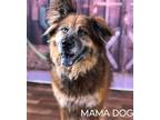 Adopt Mama Dog a Tricolor (Tan/Brown & Black & White) Chow Chow / Mixed dog in