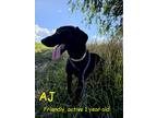 Adopt AJ a Black Labrador Retriever / Hound (Unknown Type) / Mixed dog in