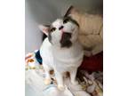 Adopt Yoda King a Domestic Shorthair / Mixed cat in Sheboygan, WI (38658349)