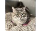 Adopt Shirley *bonded With Brave* a Domestic Mediumhair / Mixed cat in