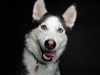 Adopt SKYE a Black Siberian Husky / Mixed dog in Denver, CO (38737217)