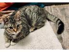 Adopt Solo a Brown Tabby Domestic Shorthair (short coat) cat in Poplar Grove