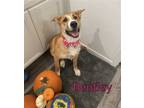 Adopt Bentley a Tan/Yellow/Fawn German Shepherd Dog / Husky / Mixed dog in