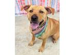 Adopt Khari a Pit Bull Terrier