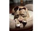 Adopt Nathan is dog and cat friendly! a American Staffordshire Terrier / Mixed