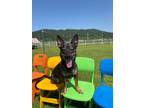 Adopt Ddobok a Black - with Tan, Yellow or Fawn Miniature Pinscher / Mixed dog