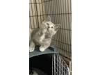 Adopt Clara V a Calico or Dilute Calico Domestic Shorthair / Mixed (short coat)