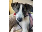 Adopt Frieda a White - with Brown or Chocolate Pointer / Whippet / Mixed dog in