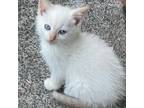 Adopt Claire Bear (AK) a Cream or Ivory (Mostly) Siamese / Mixed (medium coat)