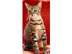 Adopt Rebel a Brown Tabby Domestic Shorthair / Mixed (short coat) cat in Los