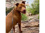 Adopt TOOTS a Pit Bull Terrier