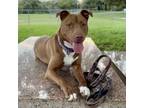 Adopt TOOTS a Pit Bull Terrier