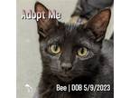 Adopt Bee a All Black Domestic Shorthair / Mixed (short coat) cat in Hermosa