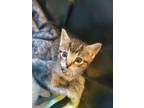 Adopt ZAGNUT a Brown or Chocolate (Mostly) Domestic Shorthair / Mixed (short