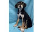 Adopt Husky mix pups a Husky / Mixed dog in Pottstown, PA (38609347)