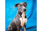 Adopt ABBY a Pit Bull Terrier