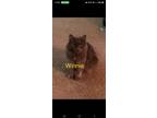 Adopt Winnie a Gray or Blue Domestic Longhair cat in Willcox, AZ (38804875)