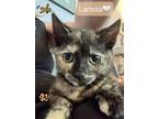 Adopt Larissa a Brown or Chocolate Domestic Shorthair / Mixed (short coat) cat