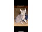 Adopt Rocket a Gray, Blue or Silver Tabby Domestic Shorthair (short coat) cat in