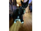 Adopt Stellan a Black & White or Tuxedo Domestic Shorthair (short coat) cat in